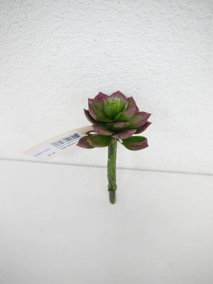 5" Succulent (Green/Burgundy) - Florals and Foliage
