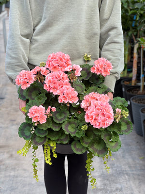 12" Geranium Bowl - Full Sun/Partial Sun (Multiple Colours)