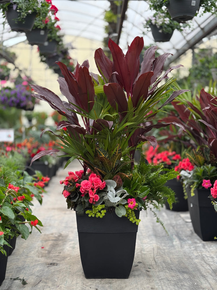 18" Hendrix Square Palm/Cordyline (Mutliple Colours)
