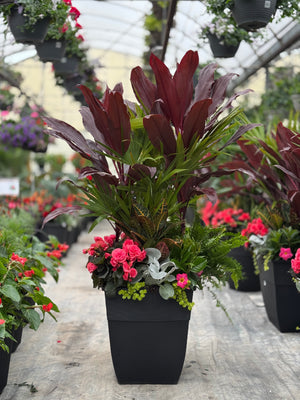 18" Hendrix Square Palm/Cordyline (Mutliple Colours)