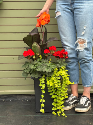 10" Tuscany Square Geranium Patio Pot - Full Sun/Partial Shade (Multiple Colours)
