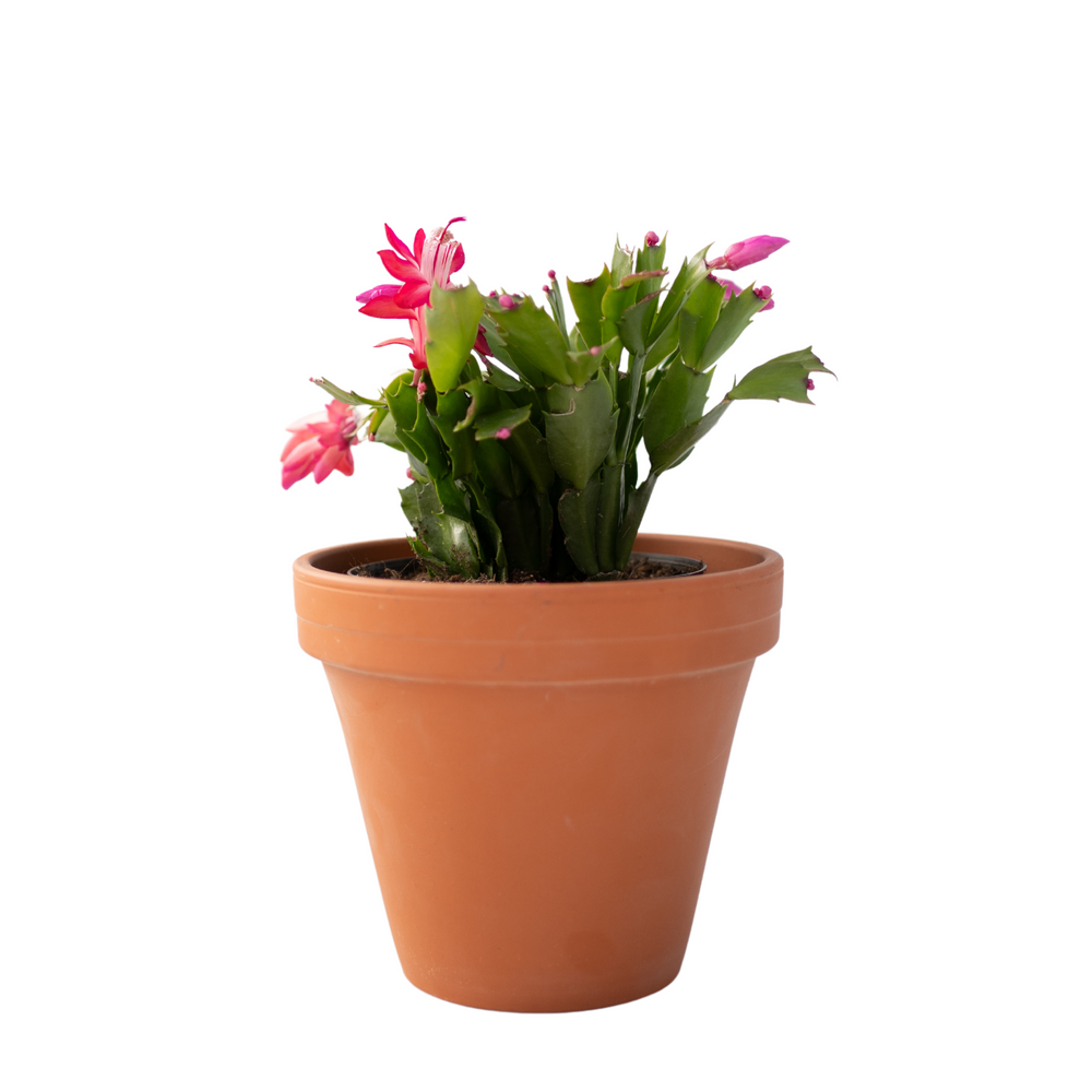 6" Christmas Cactus (Zygo)