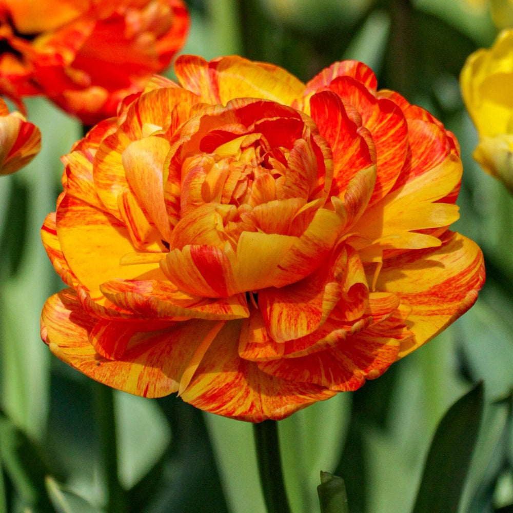 Tulips Double Late Sun Lover Bulbs