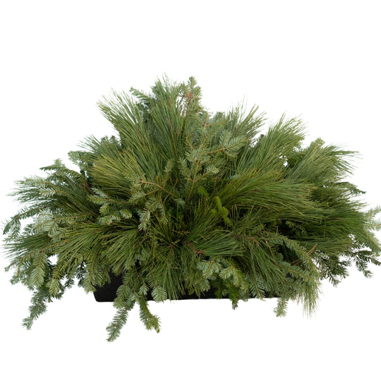 24" Window Box Winter Planter - Base Greens