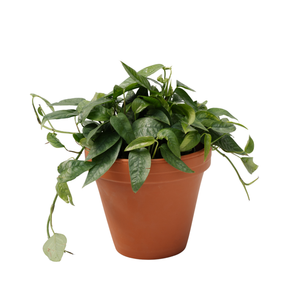 6" Epipremnum Pothos Cebu Blue