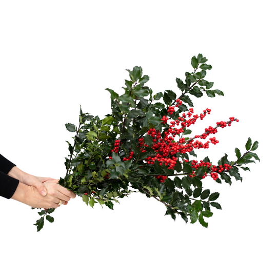 Fresh Holly Berry Bouquet - Epilepsy Southwestern Ontario (ESWO)