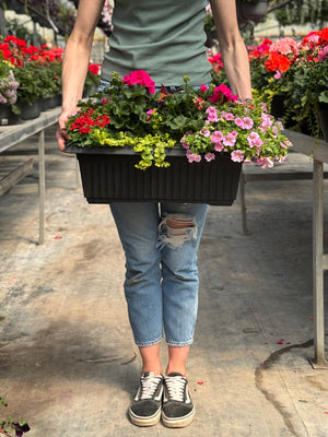 22” Geranium Window Box (Multiple Colours)
