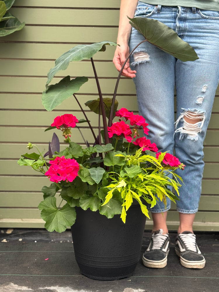 14” Torino Geranium: Full Sun/Partial Shade (Multiple Colours)