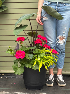 14” Torino Geranium: Full Sun/Partial Shade (Multiple Colours)