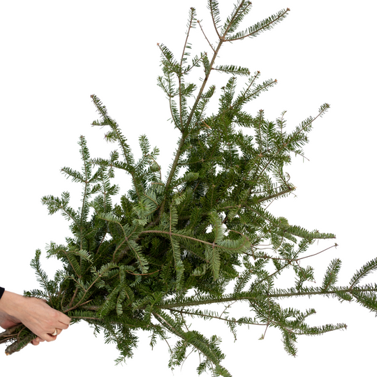 Ontario Greens Bundle - Fir