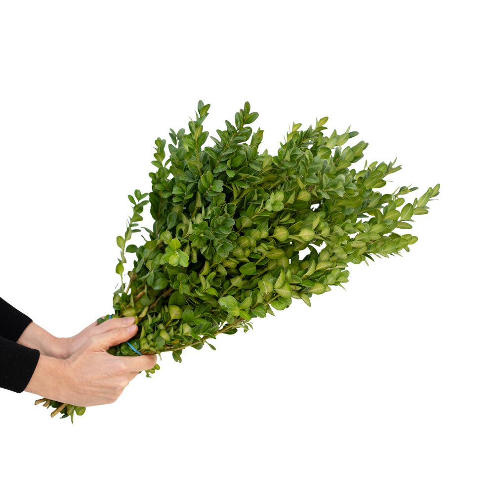 Boxwood Bundle