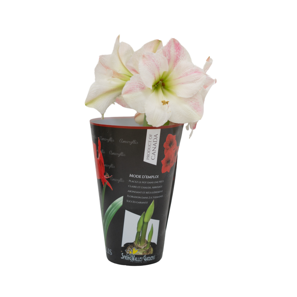 6" Amaryllis