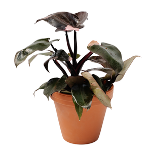 6" Pink Princess Philodendron