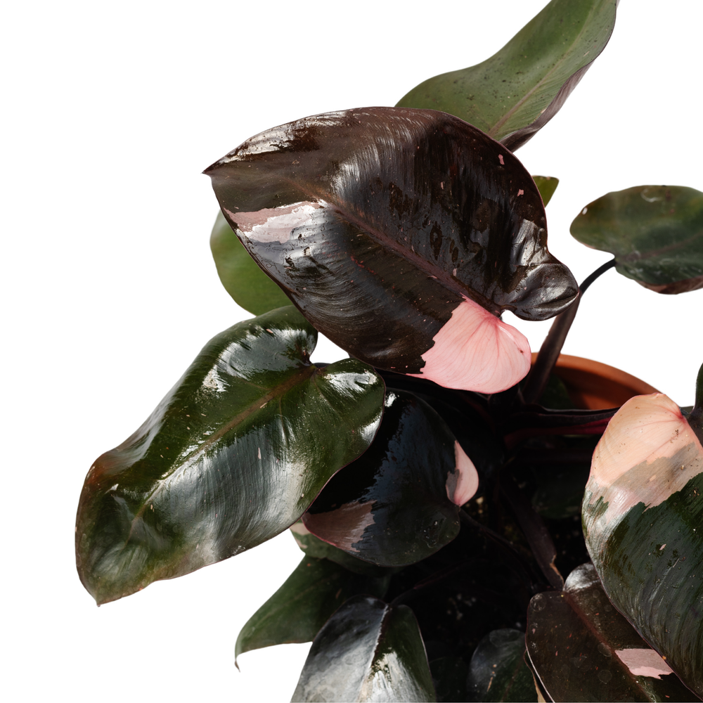 6" Pink Princess Philodendron
