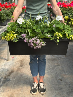 30" Tuscany Geranium Window Box (Multiple Colours)