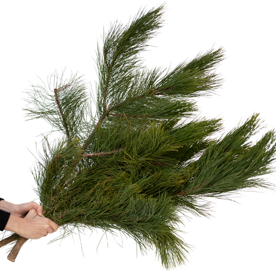 Ontario Greens Bundle - Pine