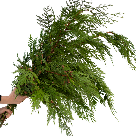 BC Cedar Green Bundle - Windsor Symphony Orchestra