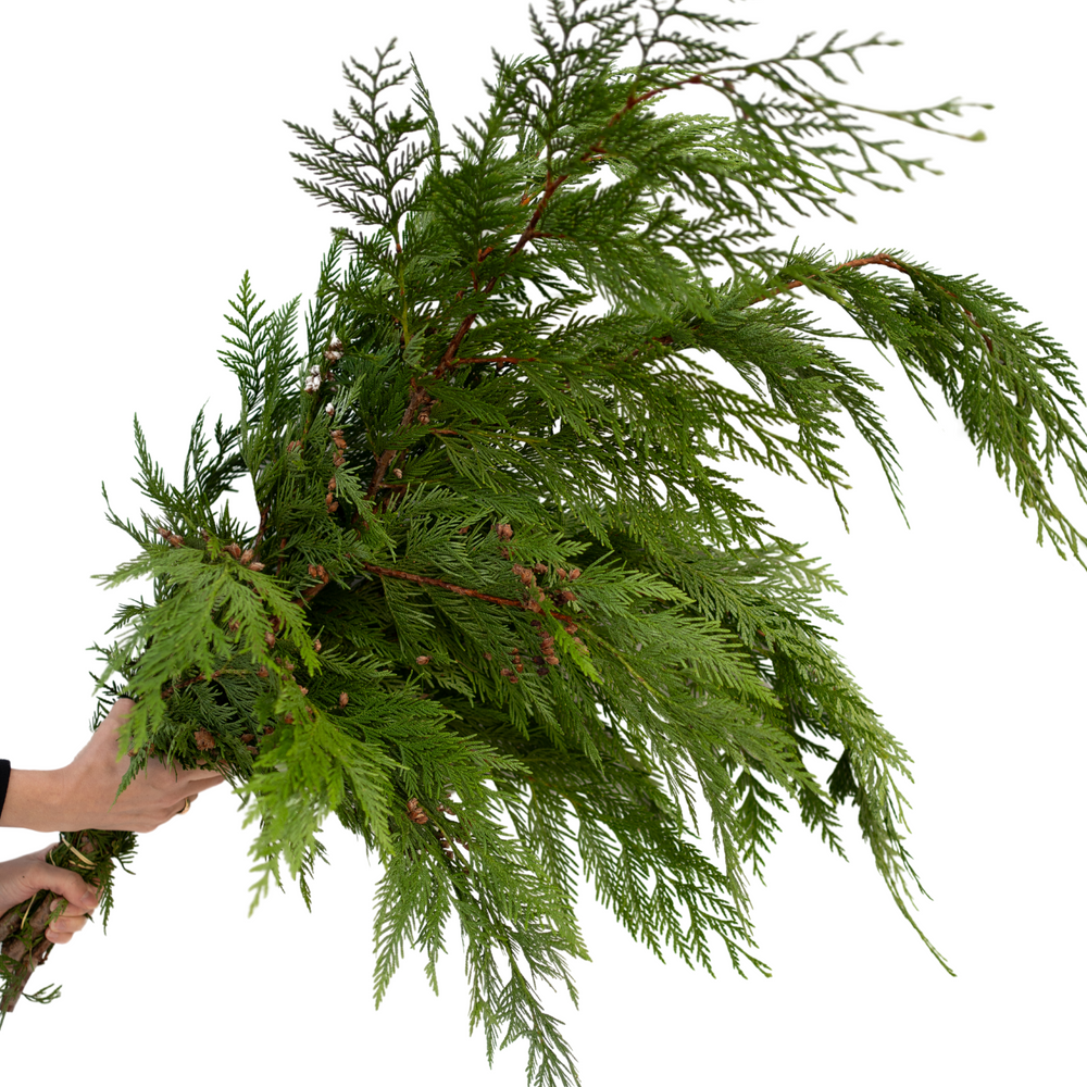 BC Cedar Green Bundle - Epilepsy Southwestern Ontario (ESWO)