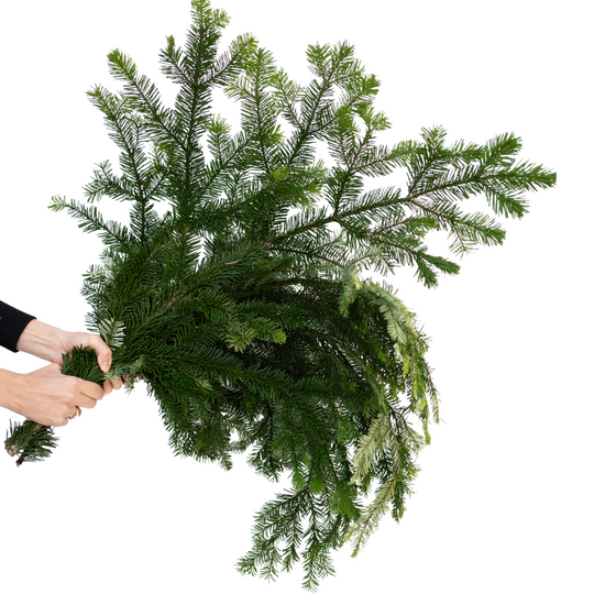 BC Silver Fir Green Bundle