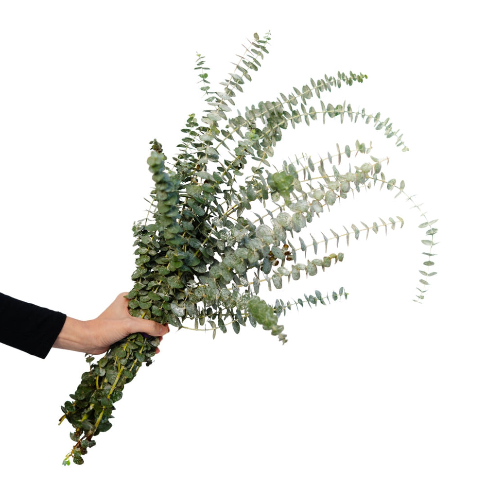 Eucalyptus Bundle  (Multiple Varieties) - Tecumseh Vista Academy Elementary