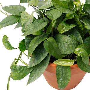 6" Epipremnum Pothos Cebu Blue