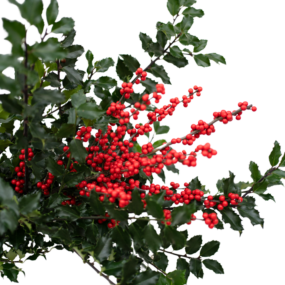 Fresh Holly Berry Bouquet - Epilepsy Southwestern Ontario (ESWO)