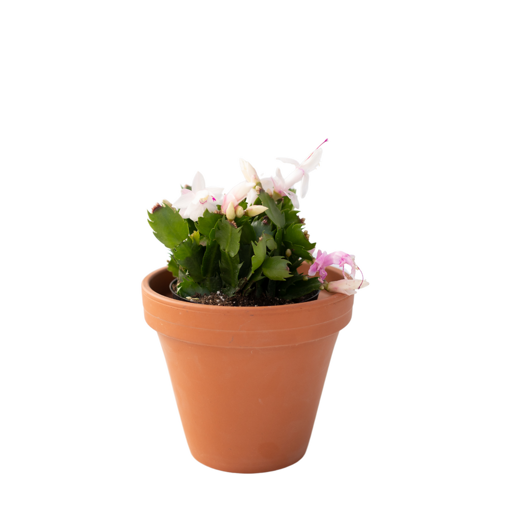 6" Christmas Cactus (Zygo)