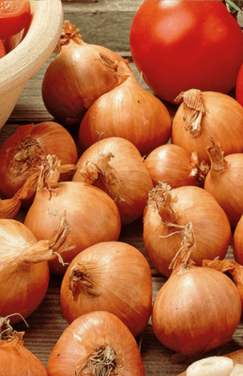 Shallot Bulbs