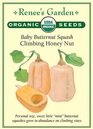 Squash Winter Baby Honeynut Organic