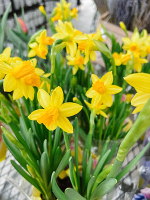 4" Daffodil Bulb - Erie Migration District School  - Elementary