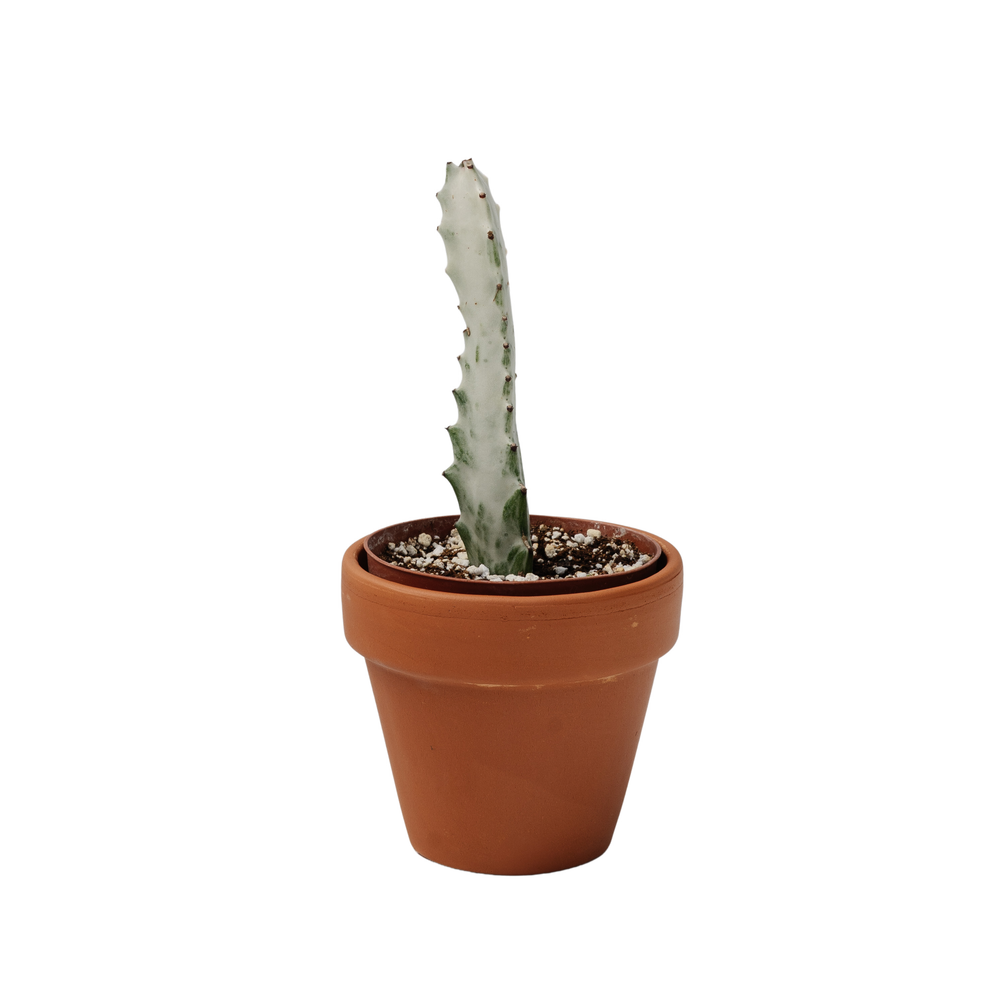 4" Euphorbia Lactea White Ghost