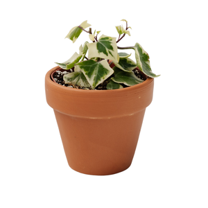 4" Senecio Mikaniodes Variegated German Ivy