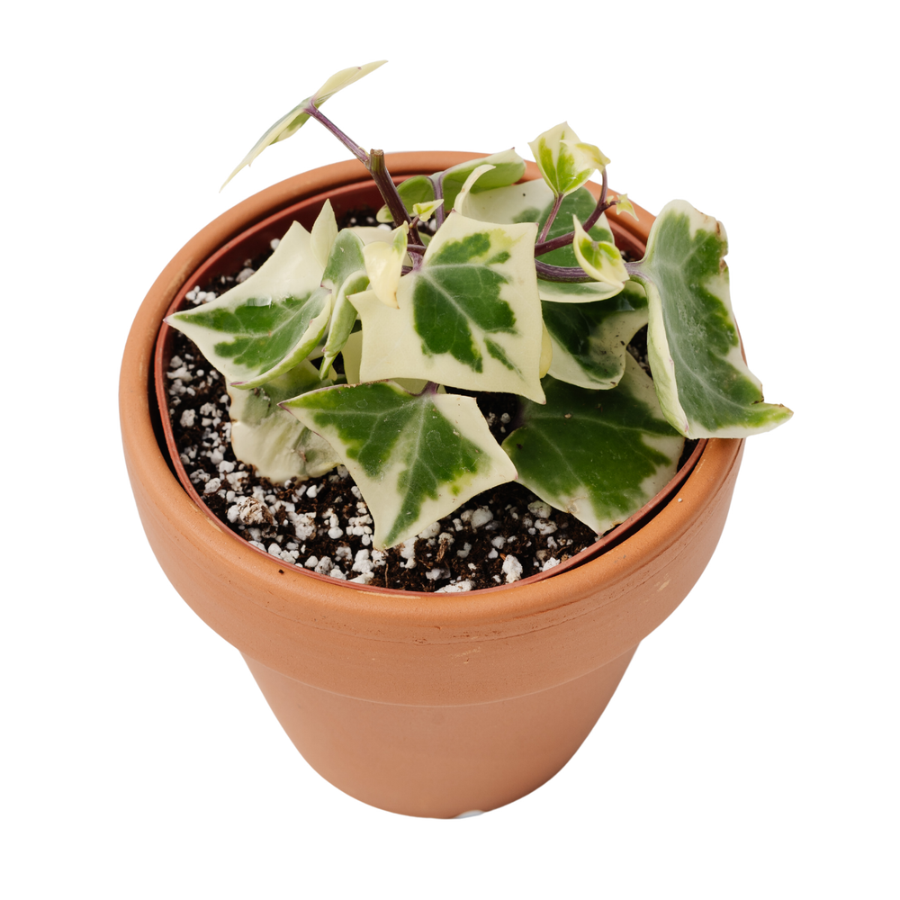 4" Senecio Mikaniodes Variegated German Ivy