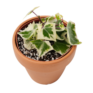 4" Senecio Mikaniodes Variegated German Ivy