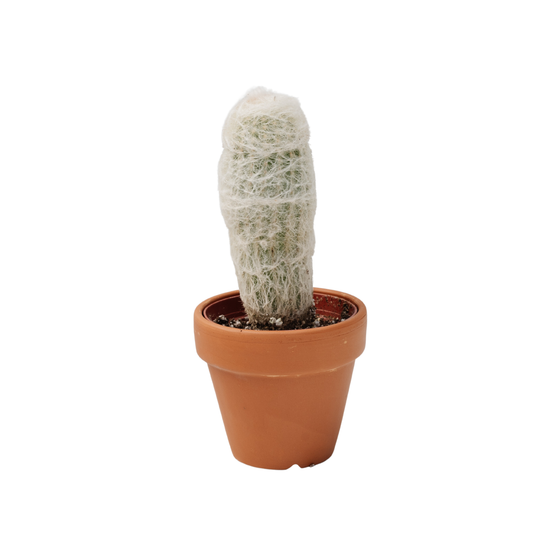 4" Cactus Old Man (espostoa lanata)