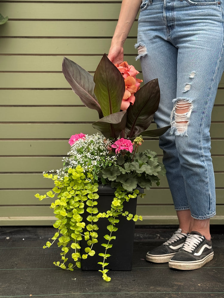 10" Tuscany Square Geranium Patio Pot - Full Sun/Partial Shade (Multiple Colours)