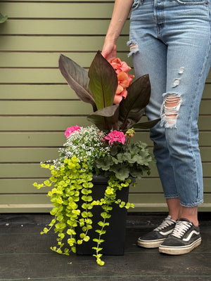 10" Tuscany Square Geranium Patio Pot - Full Sun/Partial Shade (Multiple Colours)