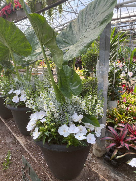 18" Camelot Round Alocasia Simple Mix