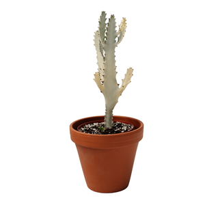 6" Euphorbia Lactea White Ghost