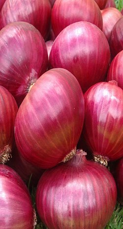 Red Karmen Onion Bulbs