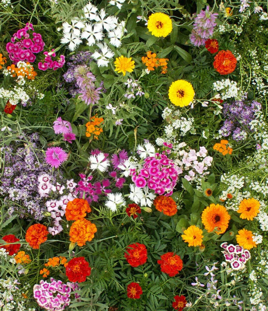 Fragrant Flower Blend Wildflower Seeds