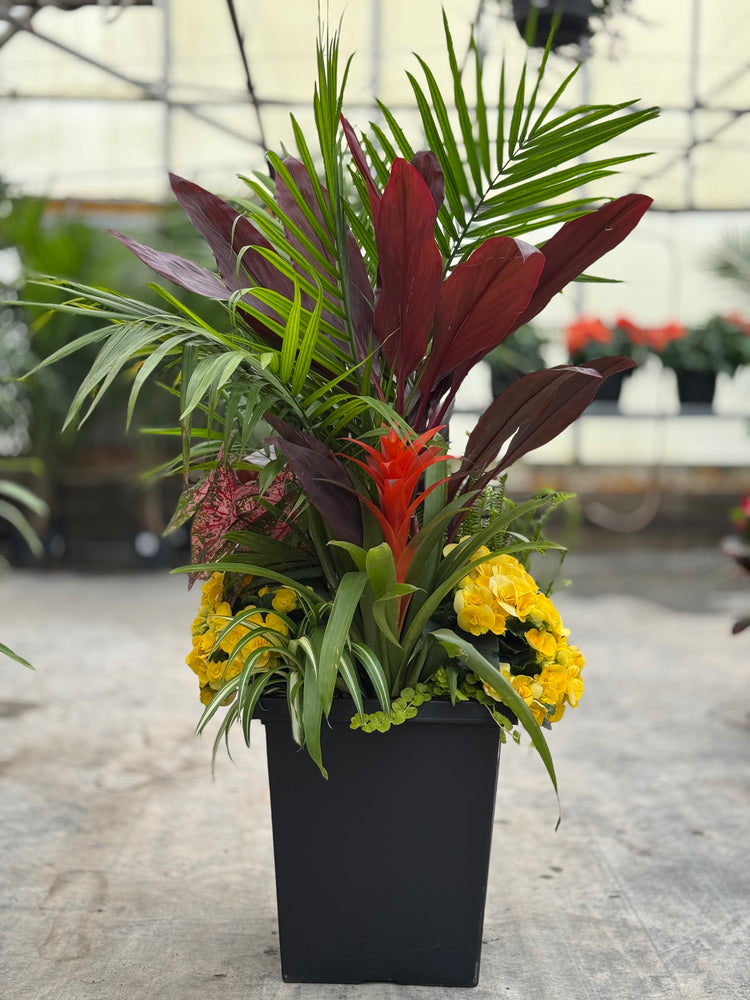 14" Tuscany Square Majesty/Cordyline Patio Pot - Partial Sun/Shade (Multiple Colours)