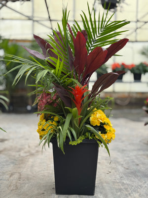 14" Tuscany Square Majesty/Cordyline Patio Pot - Partial Sun/Shade (Multiple Colours)