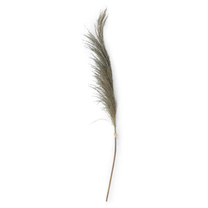 45" Dried Dark Green Pampas Stem - Florals and Foliage