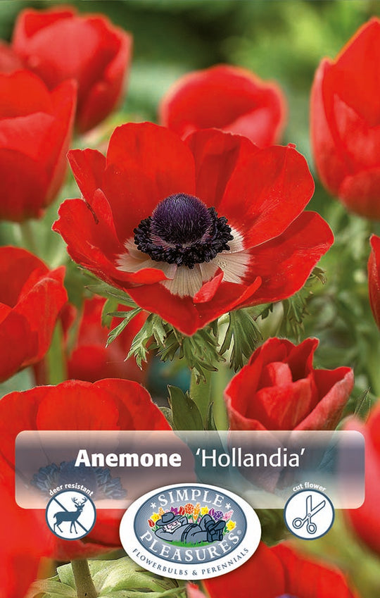 Anemone Hollandia Bulbs