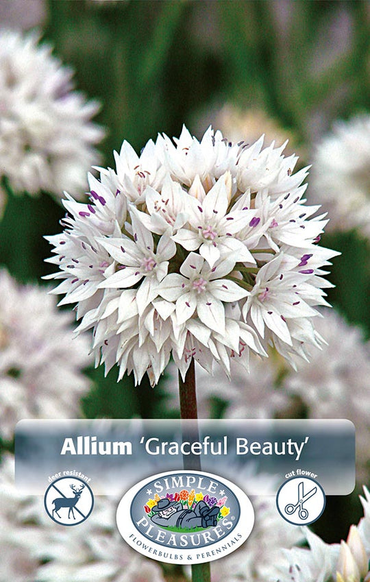 Allium Graceful Beauty Bulbs