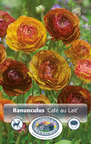 Ranunculus Cafe Au Lait Bulbs