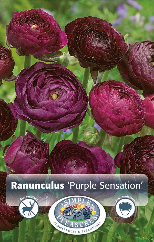 Ranunculus Purple Sensation Bulbs