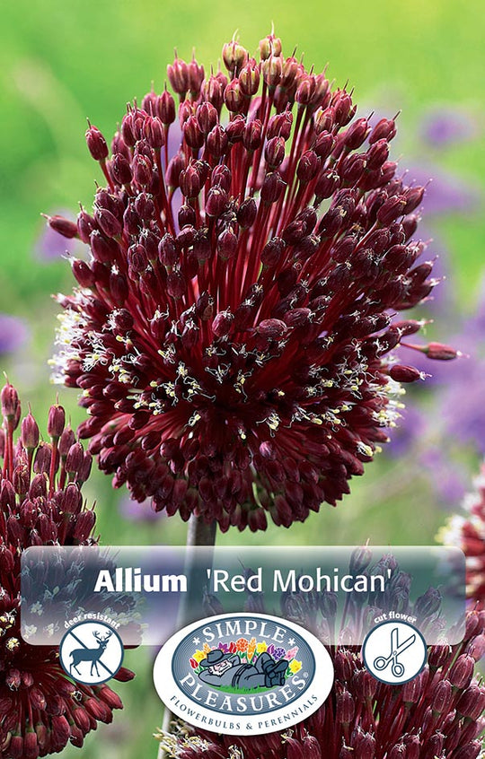 Allium Red Mohican Bulbs