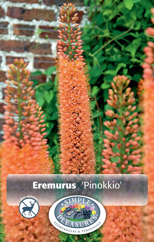 Eremurus Pinokkio Bulbs
